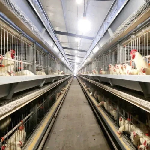 에그 치킨 레이어 케이지