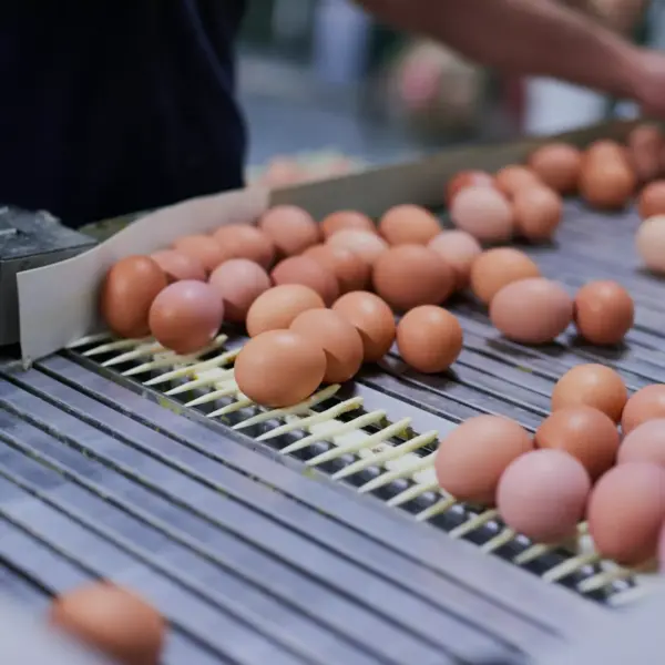 Egg sorting equipment