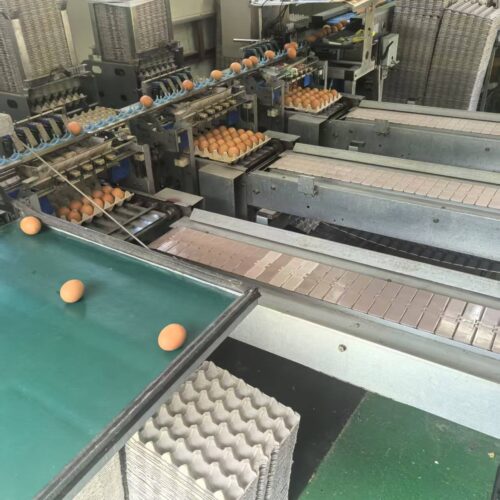Машина для производства лотков для яиц
