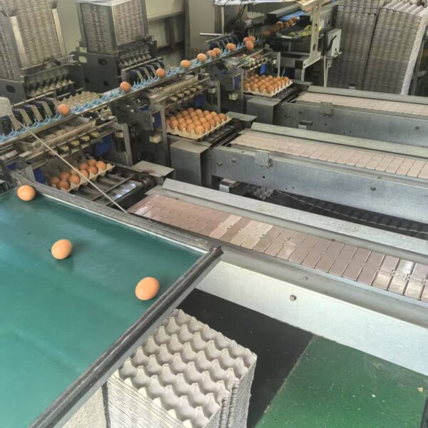 Egg tray machine