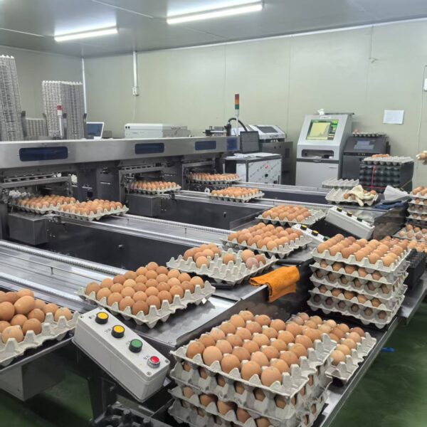 egg sorting equipment