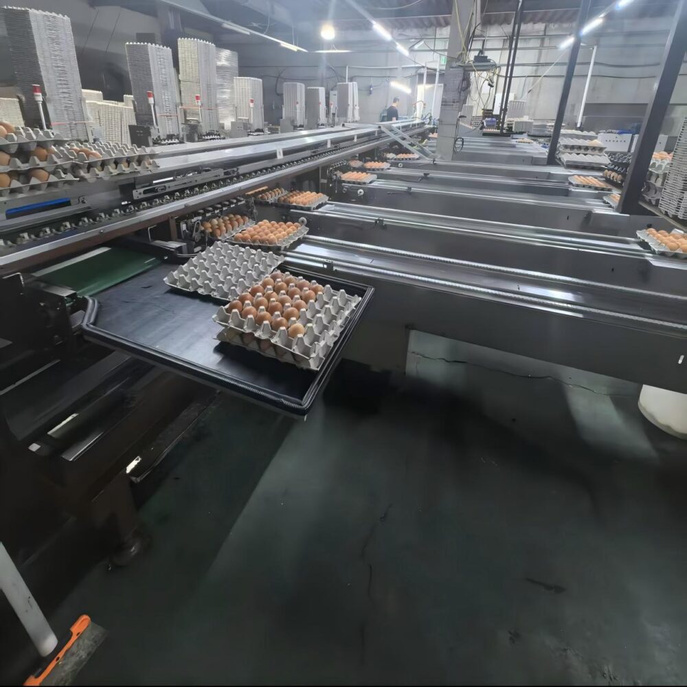 egg-sorting-equipment