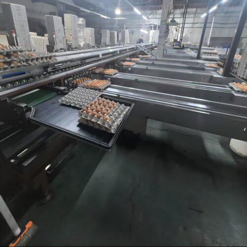 Оборудование для сортировки яиц