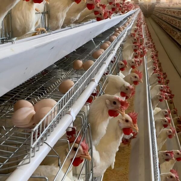 A-tpye layer cage