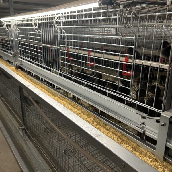 H type brooding cage