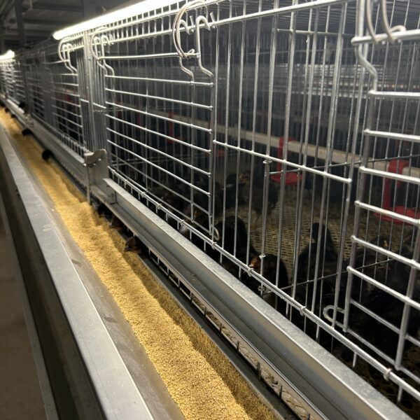 H type brooding cage