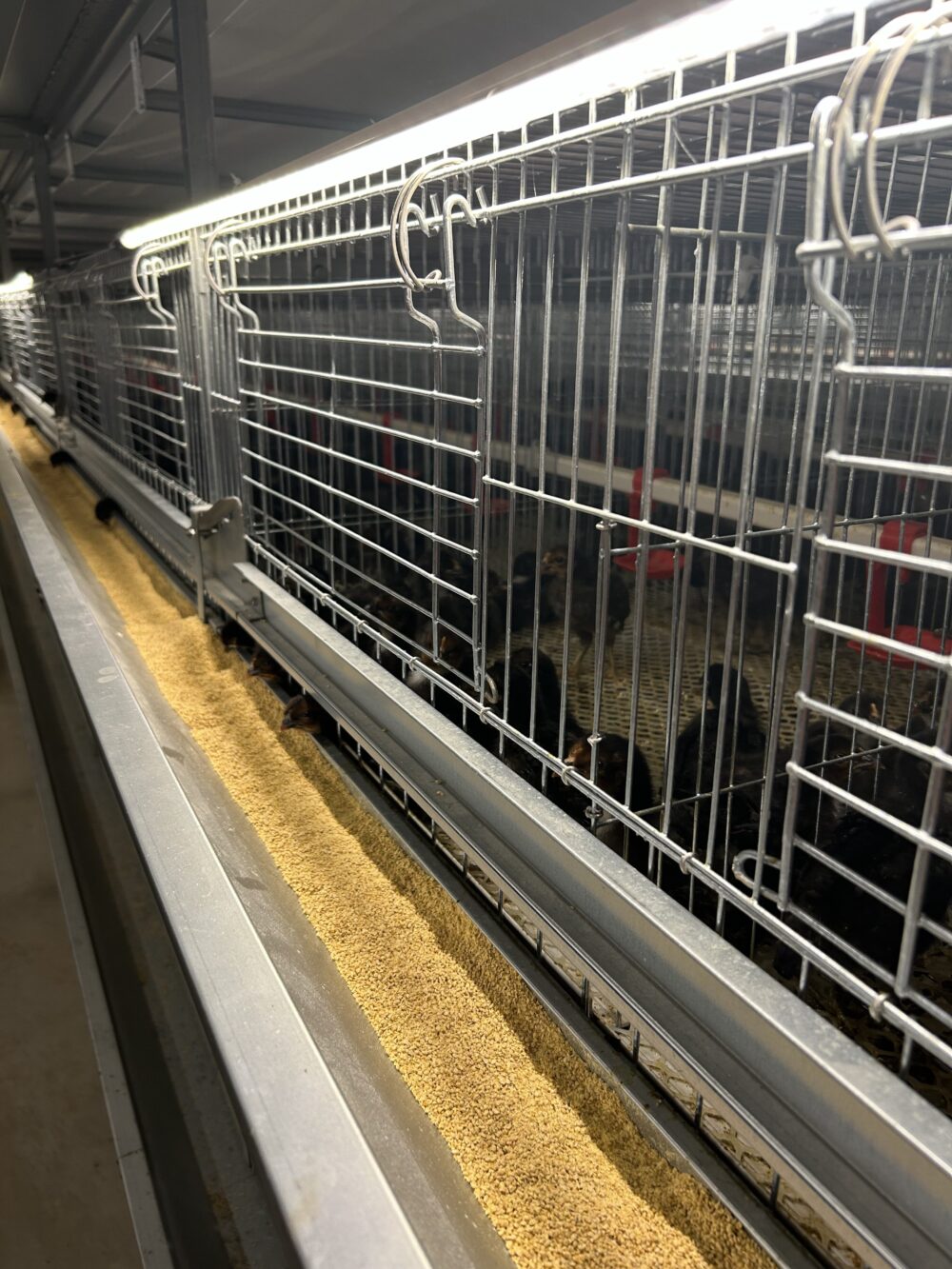 H형 육추 케이지 H형 육추 케이지