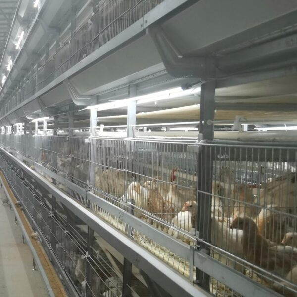 H type brooding cage